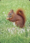 Squirrel on Ground with nut