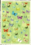 0407 - Butterflies