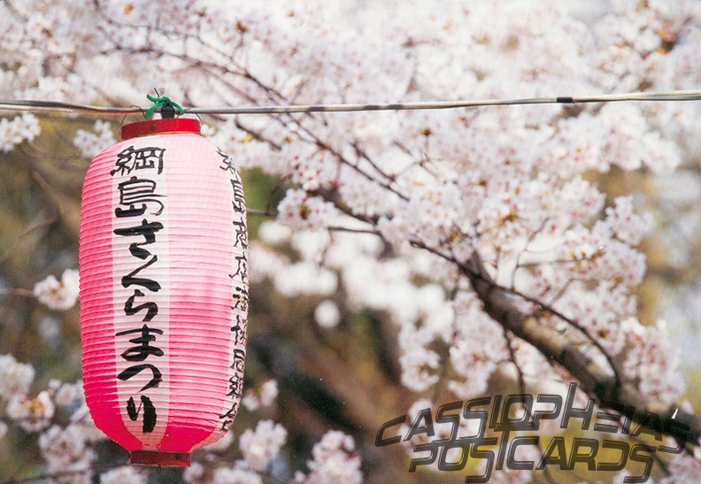 3 Cherry Blossom Festival
