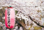 3 Cherry Blossom Festival