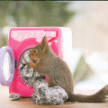 Squirrel with Washing Machine