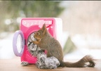 Squirrel with Washing Machine