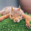 Squirrel on Ground