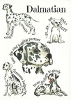 Dog (Dalmatian)