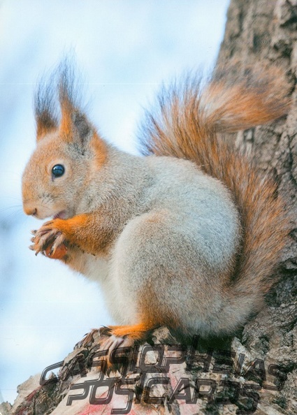Squirrel on Tree with Nut