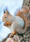 Squirrel on Tree with Nut