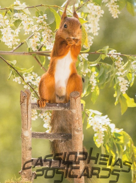 Squirrel on ladder