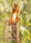 Squirrel on ladder
