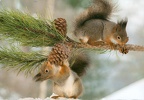 Squirrels in Snow