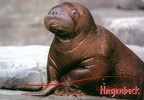 Hagenbeck - Walrus