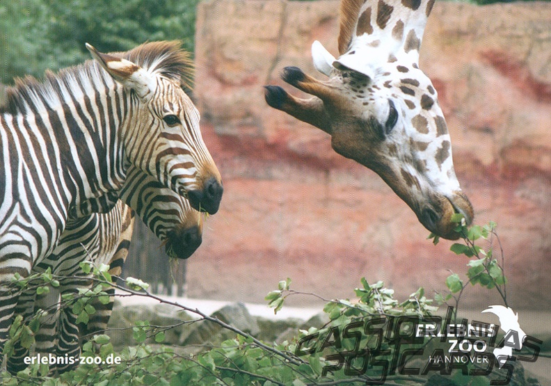 Zebra + Giraffe