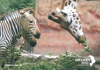 Zebra + Giraffe