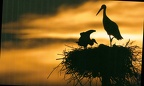 Storcks