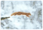 Squirrel in Snow