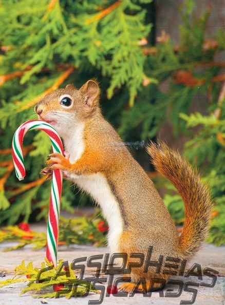 Squirrel with Candy Cane