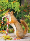 Squirrel with Candy Cane