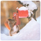Squirrel in Snow with mail