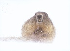 Marmot