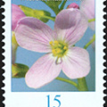 Blumen: 0,15 Wiesenschaumkraut