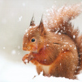 Squirrel in snow