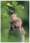 Squirrel on Tree Stump
