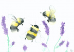 Watercolour: Lavender & Bumblebees