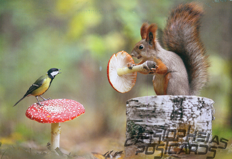 Squirrel on ground with mushroom