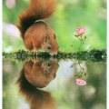 Squirrel at Water