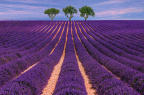 Lavender Field