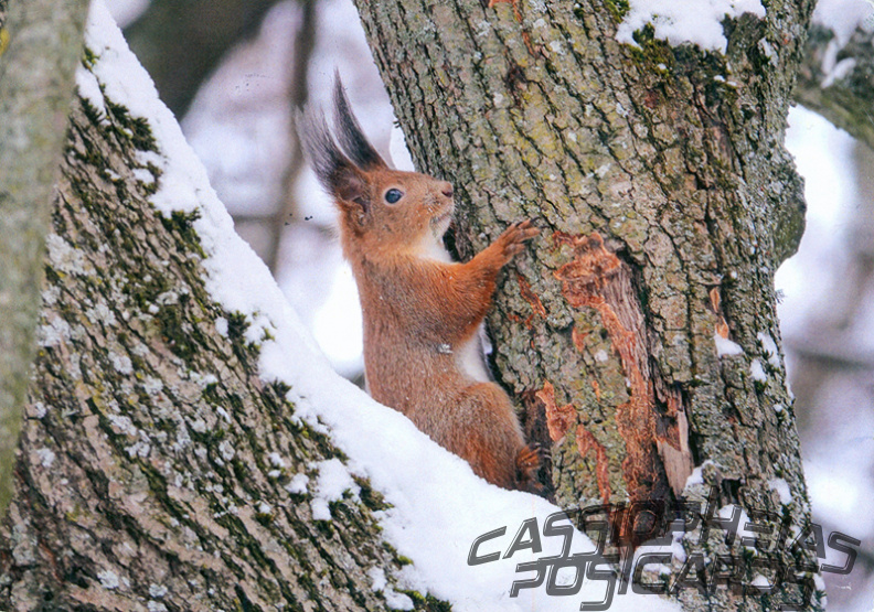 Squirrel in snow in Tree