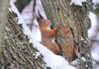 Squirrel in snow in Tree