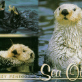 6 Sea Otters