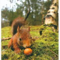 Squirrel on ground with nut