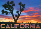 8 California