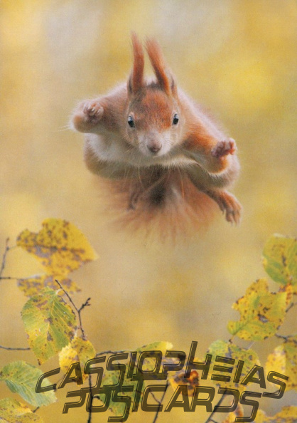 Squirrel in air