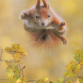 Squirrel in air