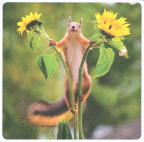 Squirrel in flowers