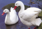 Swan - Coscoroba swan