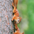 Squirrels on Tree