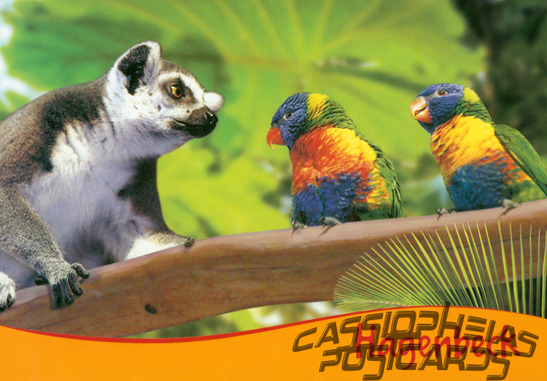 Ring-tailed Lemur and Coconut Lorikeets
