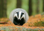 Badger