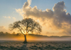 Lonely Tree