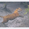 17 Sundarbans National Park