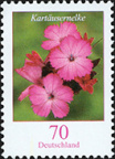 Blumen: 0,70 Kartäusernelke