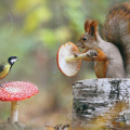 Squirrel on ground with mushroom