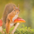 Squirrel on Ground with Mushrooms