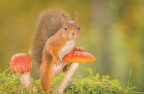Squirrel on Ground with Mushrooms