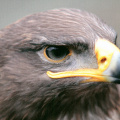 Eagle: Golden Eagle