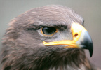 Eagle: Golden Eagle
