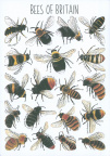 6 Bees of Britain